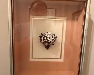 Framed Murex Shell - Chicoreus Ramosus