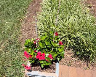 Concrete Planter with Red Mandevilla (Dipladenia)