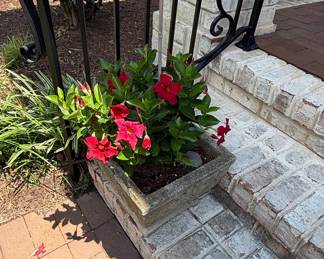 Concrete Planter with Red Mandevilla (Dipladenia)