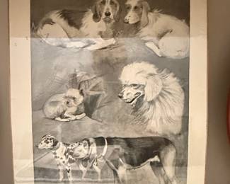The Illustrated London News: The Kennel Club Dog Show at the Crystal Palace (1894)