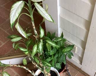 Another live plant by the daughter.