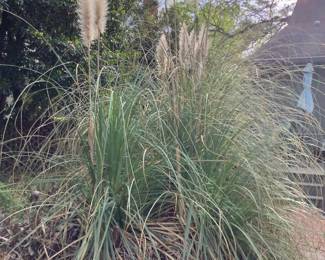 The grass in the raised flower bed.