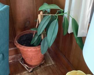 A live plant-in pot, just a few of them that their daughter is so good about growing.