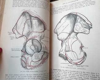 Henry Gray's Anatomy Medical Textbook - Illustrated Os Innominatum