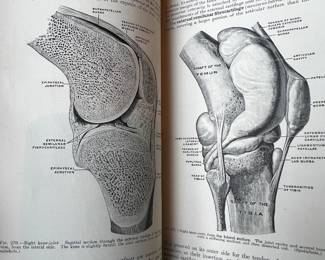 Henry Gray's Anatomy Medical Textbook - Illustrated Os Innominatum