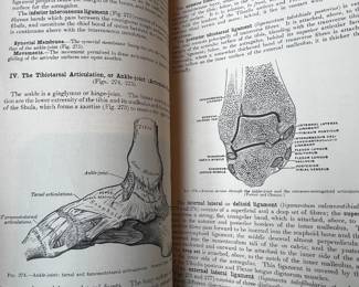Henry Gray's Anatomy Medical Textbook - Illustrated Os Innominatum