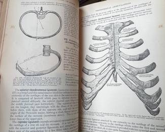 Henry Gray's Anatomy Medical Textbook - Illustrated Os Innominatum