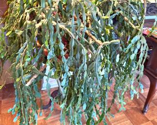 $125, Christmas Cactus - Huge Specimen Schlumbergera 