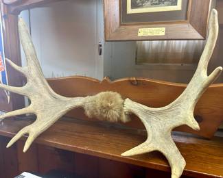 Moose mount.