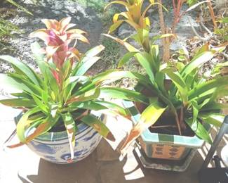KKS142 Two Bromeliad Plants In Decorative Porcelain Pots