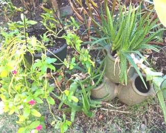 KKS147 Aloe Plant & Hanging Plant