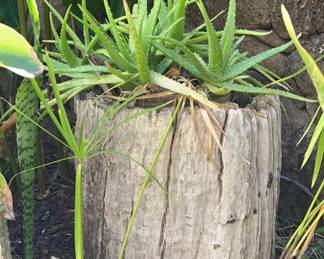 KKS148- Tree Trunk Planter With Aloe Plant & Garden Trellis Bar