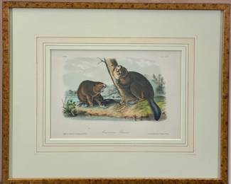 Lot 103	John James Audubon (American, 1785-1851). American Beaver No. 10, Plate XLVI (c. 1844). Hand-Colored Lithograph on Paper.