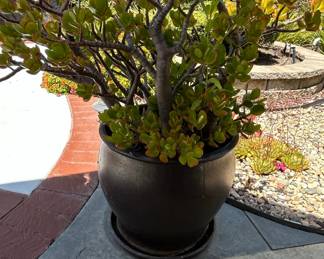 Crassula Ovata Jade Tree Bonsai or Money Tree
