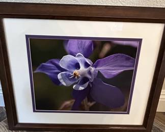 Framed Photograph of a Purple Columbine Flower by Danielle