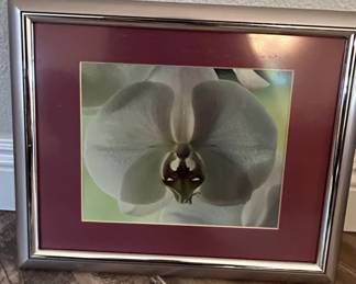 Framed Orchid Photograph