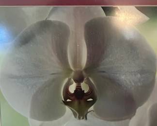Framed Orchid Photograph second image
