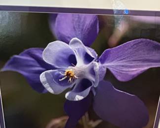Framed Photograph of a Purple Columbine Flower by Danielle second image