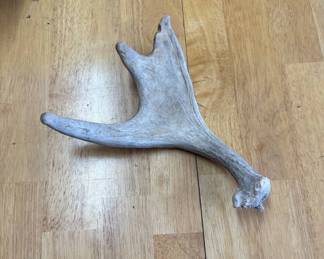 Lot #90 Natural Shed Elk Antler Horn Rustic Cabin Decor Western Lodge Taxidermy