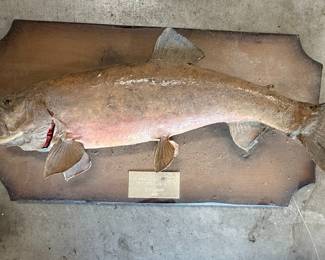 Taxidermied Pike Fish Mount