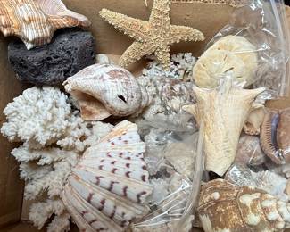 Assorted Seashells and Coral Collection