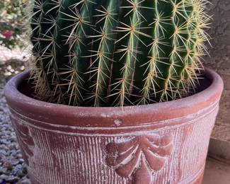 Barrel Cactus live