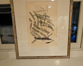 Framed Antique Botanical Print Acacia Tree by Phillip Miller London 1755