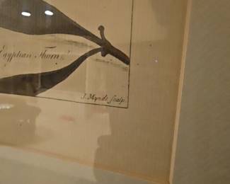 Framed Antique Botanical Print Acacia Tree by Phillip Miller London 1755