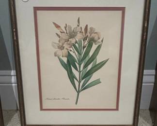 Nerium Oleander Botanical Print by PierreJoseph Redout