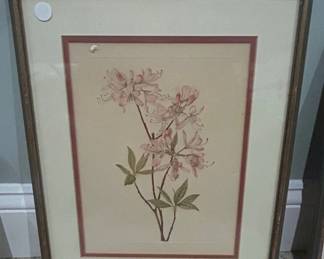 Framed Botanical Print of Pink Azaleas by Mary Vaux Walcott