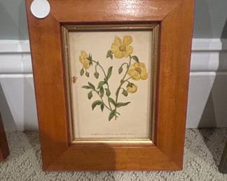 Carolina Rock Rose Botanical Print