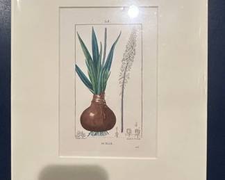 Original Stipple Engraving of Scilla Maritima from Les Liliacees by Pierre Redout