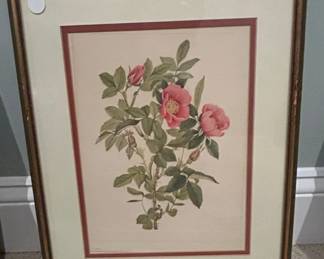Botanical Print of Pink Roses, likely after PierreJoseph Redout