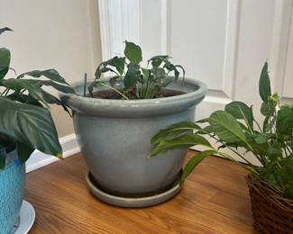 #29	Glazed Pot w/catch basin with peace lily - 16x12T	 $25.00 