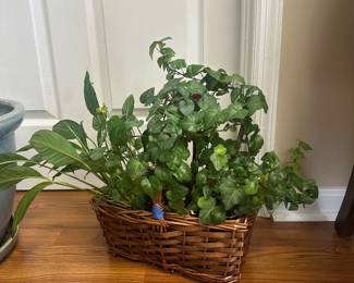 #30	Peace lily and English Ivy in a basket	 $20.00 