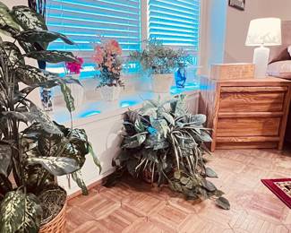 Silk Plants and more