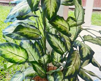 Silk Plants Through out 