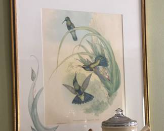 Gould hummingbirds