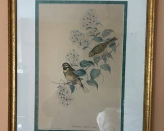 Original Gould bird etching