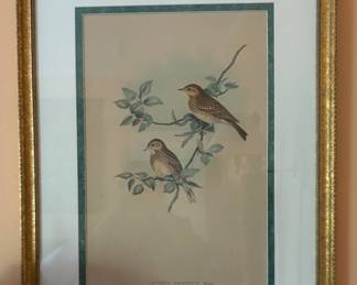 Original Gould bird etching
