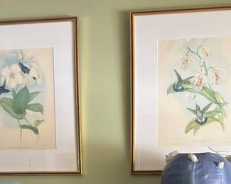 Gould hummingbird prints