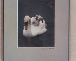 Matted Photograph of Swans with Cygnets by Carroll R. Jordan