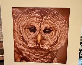 Barred Owl Portrait Print by Trademark Fine Art