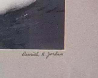 Matted Photograph of Swans with Cygnets by Carroll R. Jordan second image