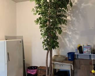 10' Ficus tree