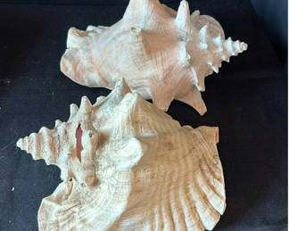 Lot 13: Assorted seashells and coral collection