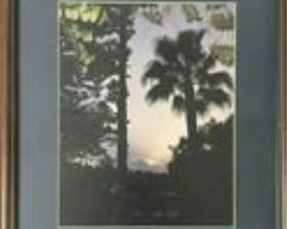 Lot 5: Framed Sunset Palm Tree in South Texas Photograph
