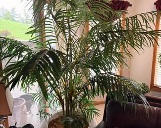Large Artificial Areca Palm Tree in Fluted Concrete Planter