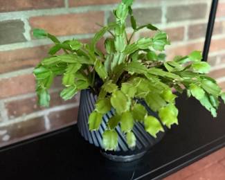 Potted Green Houseplant Black Planter Porch Shelf Indoor Outdoor Plant Garden