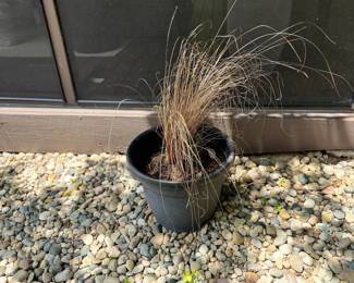 Ornamental Grass Plant Dark Pot Outdoor Landscaping Garden Gravel Bed Patio